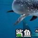 揭秘什么动物百战不败？这种神奇生物从未被击败