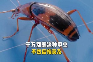 蓝甲虫有没有危险？百科说了吗