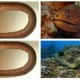 人面鳝：神秘生物的真实面目与传说解析