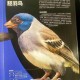 失落的羽翼