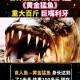 《全球十大最凶猛食人鱼排行榜：致命猎手与生存奥秘揭秘》