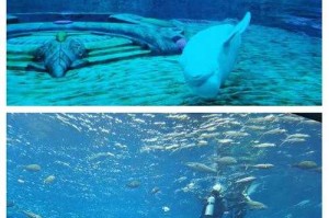 探索亚特兰蒂斯：失落的空间水族馆神秘之旅  沉浸式海洋奇观体验