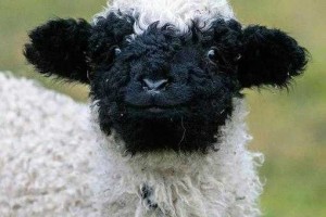 抖音小羊肖恩的真实形象是怎样的？