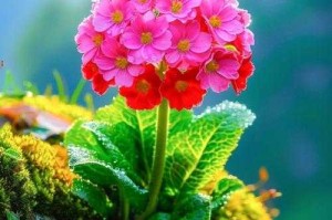 什么花香最迷人？10种令人陶醉的花香推荐