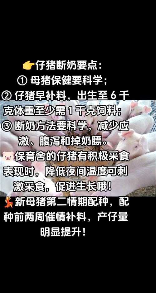一起来养猪赚钱是真的吗?揭秘养猪致富的真相与技巧