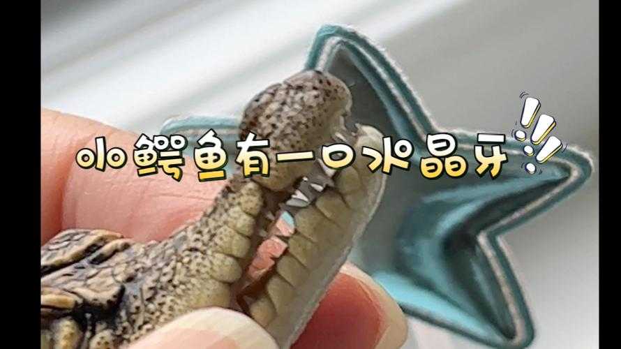揭秘:哪些动物的牙齿能自然修复?鲨鱼鳄鱼上榜