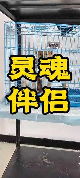灵魂陪伴功能介绍