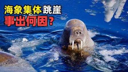 疯狂动物园海象怎么跳100米