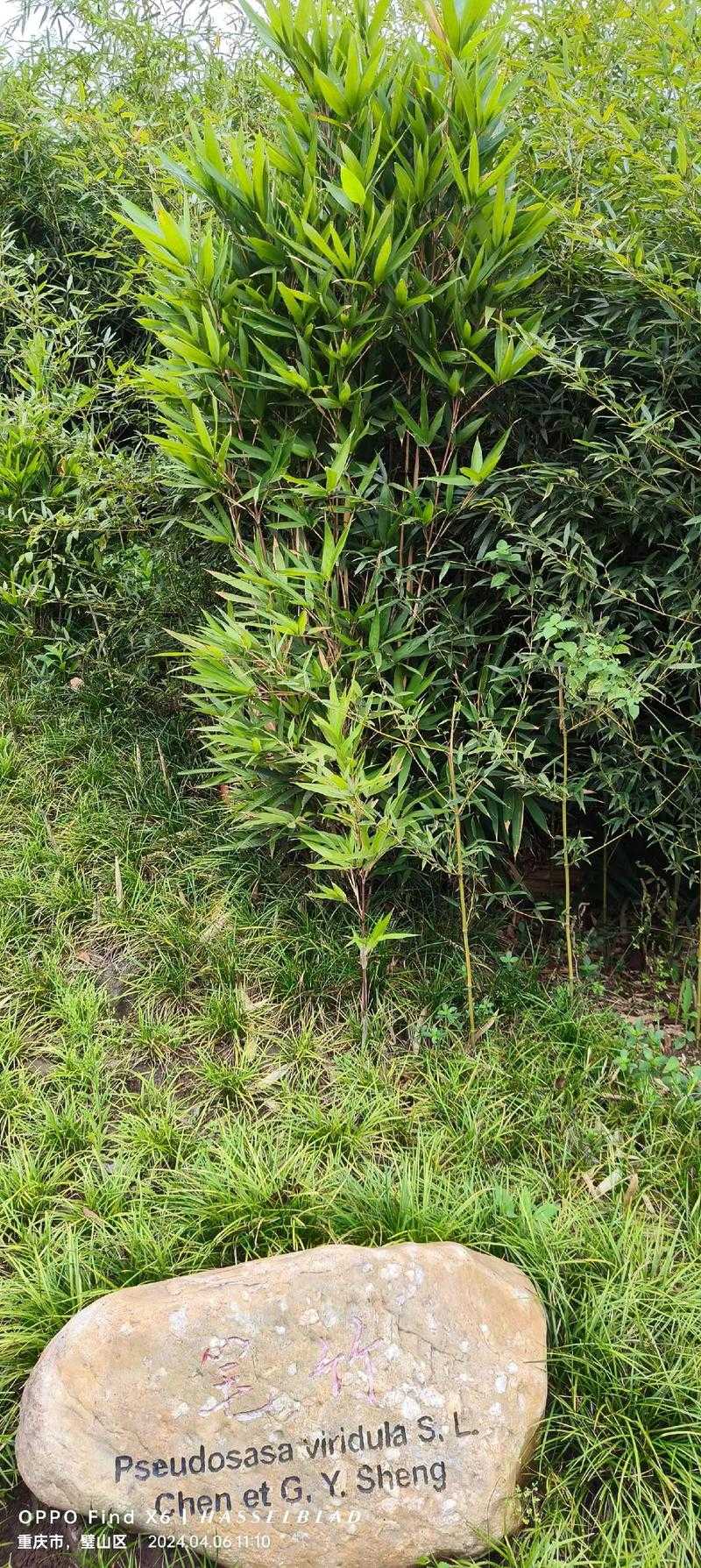 什么竹子长得最快?揭秘生长速度最快的竹子品种