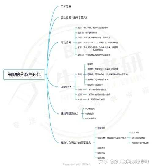 细胞分裂学说解析:定义、过程与生物学意义