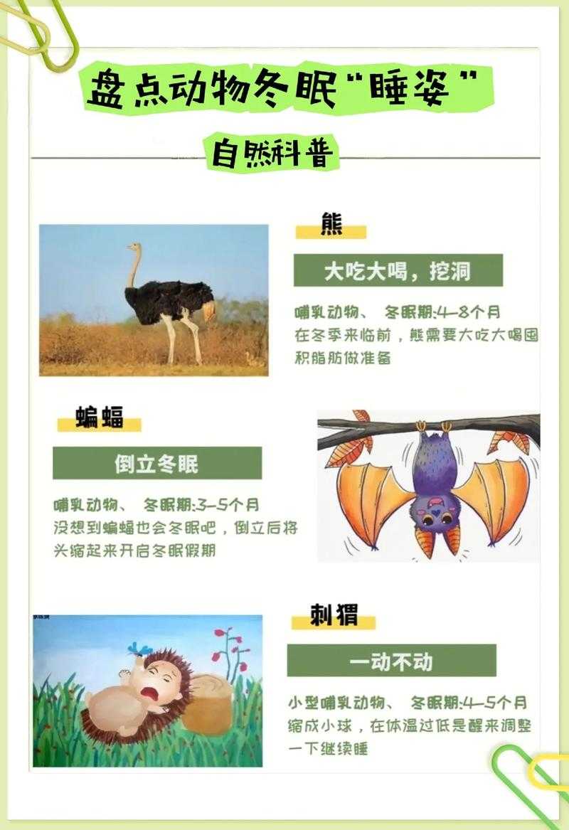 揭秘会夏眠也会冬眠的动物:自然界中的双重休眠者
