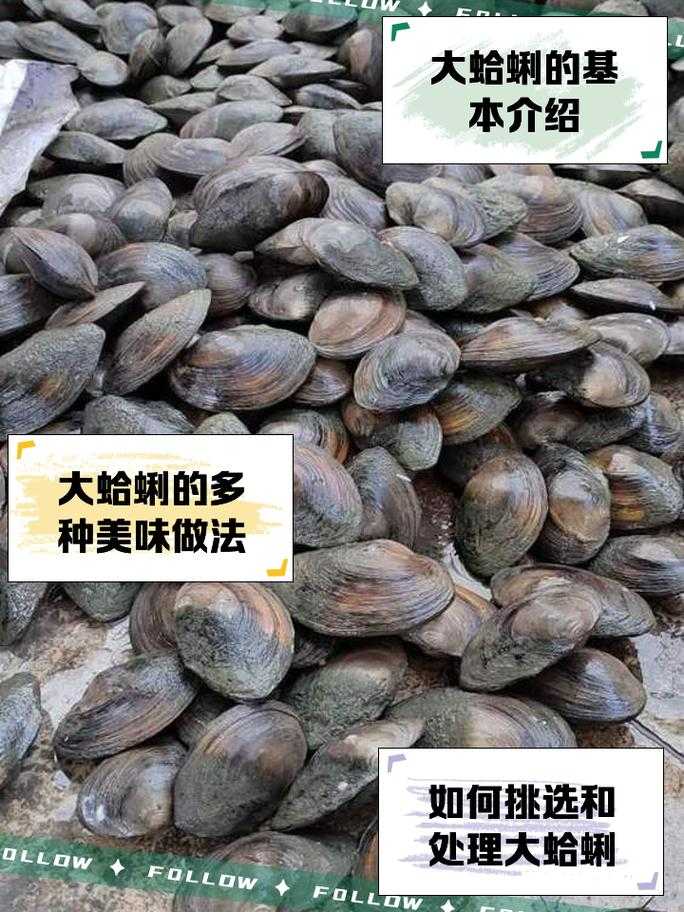 木筏求生大蛤蜊有什么用