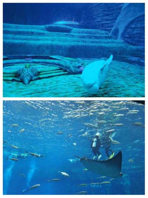 探索亚特兰蒂斯:失落的空间水族馆神秘之旅 沉浸式海洋奇观体验