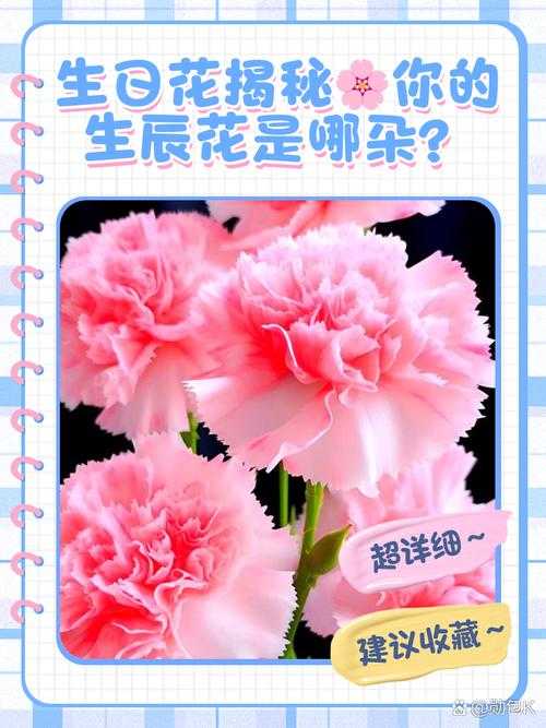 如何解读11月6号出生的生日花语?花语背后的深层含义是什么?
