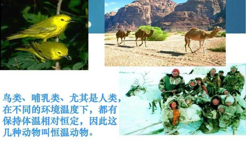 人类为什么是恒温动物?揭秘恒温进化的关键原因