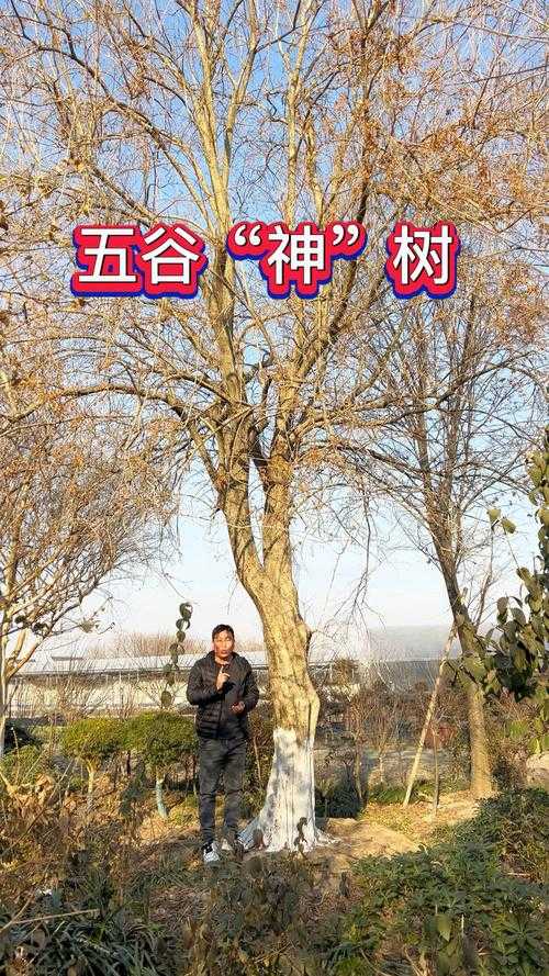 五谷树简介：特征、用途及生长环境全解析
