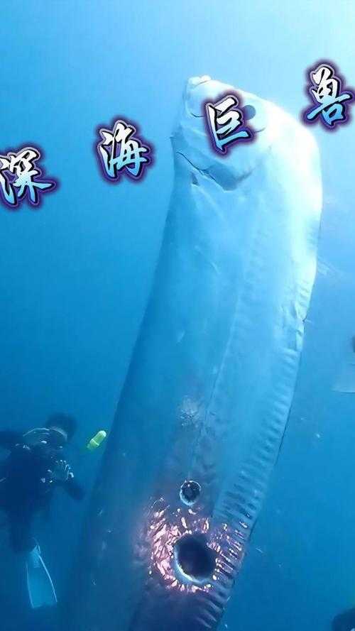 探索深海巨兽：罕见皇带鱼图片揭秘高清实拍欣赏