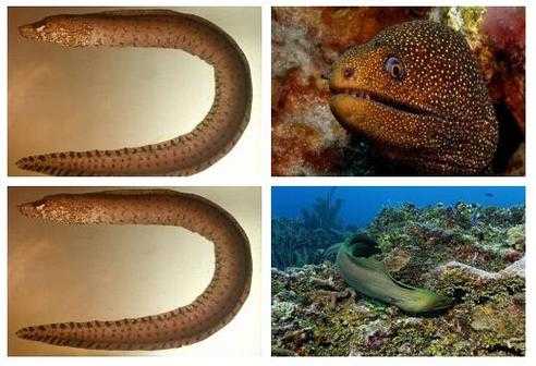 人面鳝：神秘生物的真实面目与传说解析