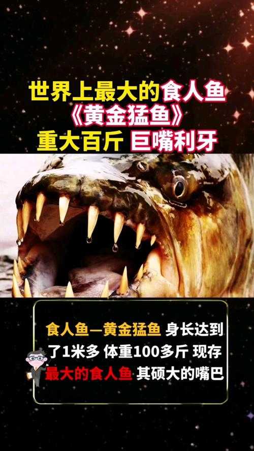 《全球十大最凶猛食人鱼排行榜:致命猎手与生存奥秘揭秘》