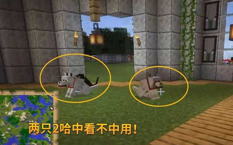 我的世界二哈与呆呆的区别，我的，它们 呆呆
