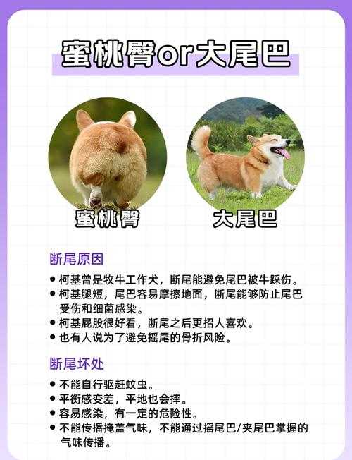 柯基捷径库的优势与劣势分析
