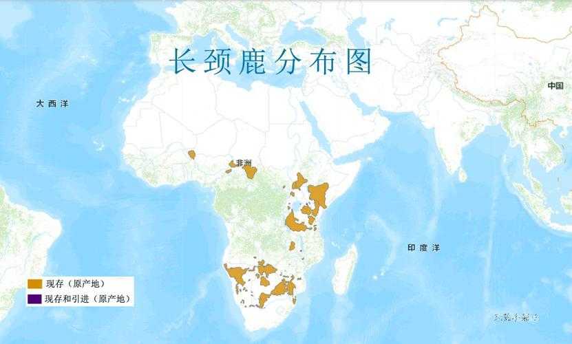 长颈鹿的迁徙路线有什么规律?
